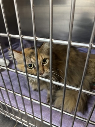 Shelter Stray Female Cat last seen , East District, TX, 355 Hillshire Dr, Haslet, TX 76052, USA