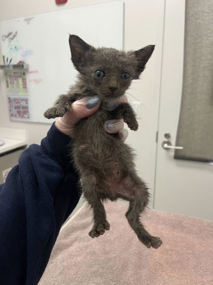 Shelter Stray Male Cat last seen Truman & Kensington, KCMO, 64127, 64127, MO, 7077 Elmwood Ave, Kansas City, MO 64132, USA