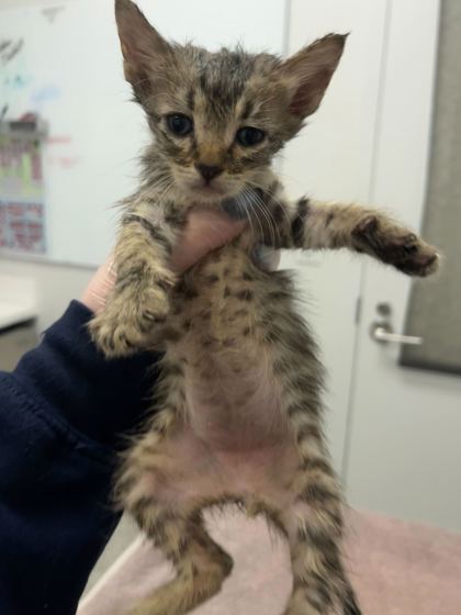 Shelter Stray Male Cat last seen Truman & Kensington, KCMO, 64127, 64127, MO, 7077 Elmwood Ave, Kansas City, MO 64132, USA