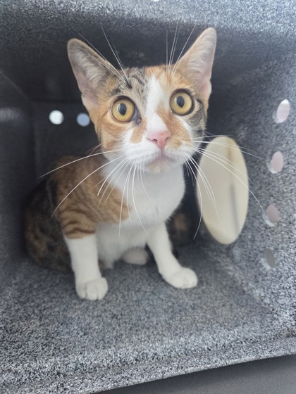 Shelter Stray Female Cat last seen , , TX, 355 Hillshire Dr, Haslet, TX 76052, USA