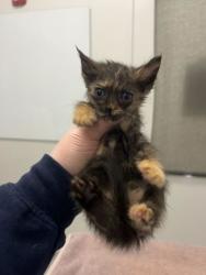 Shelter Stray Unknown Cat last seen Truman & Kensington, KCMO, 64127, 64127, MO, 7077 Elmwood Ave, Kansas City, MO 64132, USA