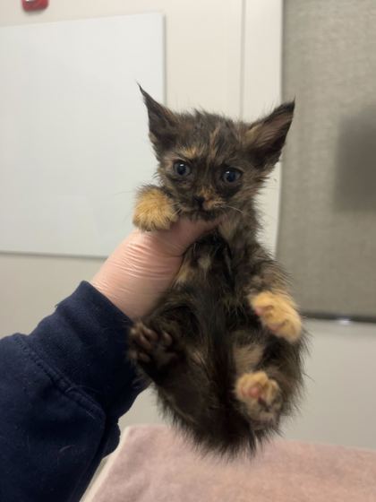 Shelter Stray Unknown Cat last seen Truman & Kensington, KCMO, 64127, 64127, MO, 7077 Elmwood Ave, Kansas City, MO 64132, USA