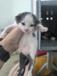 Shelter Stray Female Cat last seen , , TX, 355 Hillshire Dr, Haslet, TX 76052, USA