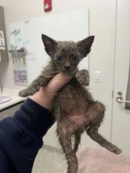 Shelter Stray Male Cat last seen Truman & Kensington, KCMO, 64127, 64127, MO, 7077 Elmwood Ave, Kansas City, MO 64132, USA