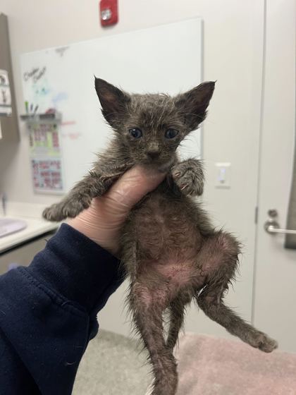 Shelter Stray Male Cat last seen Truman & Kensington, KCMO, 64127, 64127, MO, 7077 Elmwood Ave, Kansas City, MO 64132, USA
