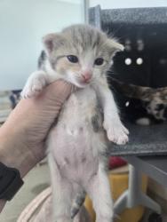 Shelter Stray Female Cat last seen , , TX, 355 Hillshire Dr, Haslet, TX 76052, USA