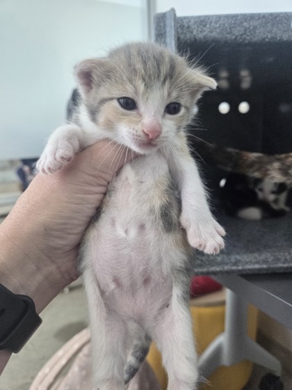 Shelter Stray Female Cat last seen , , TX, 355 Hillshire Dr, Haslet, TX 76052, USA