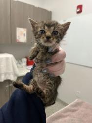 Shelter Stray Male Cat last seen Truman & Kensington, KCMO, 64127, 64127, MO, 7077 Elmwood Ave, Kansas City, MO 64132, USA