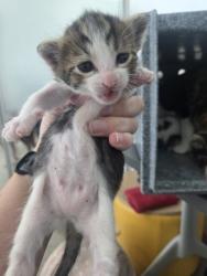 Shelter Stray Female Cat last seen , , TX, 355 Hillshire Dr, Haslet, TX 76052, USA