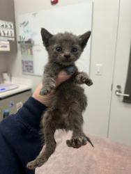 Shelter Stray Male Cat last seen Truman & Kensington, KCMO, 64127, 64127, MO, 7077 Elmwood Ave, Kansas City, MO 64132, USA