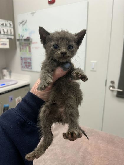 Shelter Stray Male Cat last seen Truman & Kensington, KCMO, 64127, 64127, MO, 7077 Elmwood Ave, Kansas City, MO 64132, USA
