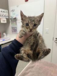 Shelter Stray Male Cat last seen Truman & Kensington, KCMO, 64127, 64127, MO, 7077 Elmwood Ave, Kansas City, MO 64132, USA