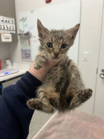 Shelter Stray Male Cat last seen Truman & Kensington, KCMO, 64127, 64127, MO, 7077 Elmwood Ave, Kansas City, MO 64132, USA