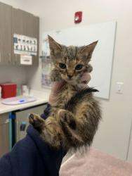 Shelter Stray Female Cat last seen Truman & Kensington, KCMO, 64127, 64127, MO, 7077 Elmwood Ave, Kansas City, MO 64132, USA