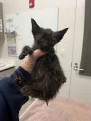 Shelter Stray Male Cat last seen Truman & Kensington, KCMO, 64127, 64127, MO, 7077 Elmwood Ave, Kansas City, MO 64132, USA