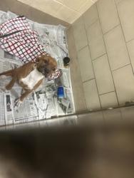 Shelter Stray Female Dog last seen Near Piccadilly Loop, York County, VA, 5843 Jefferson Ave, Newport News, VA 23605, USA