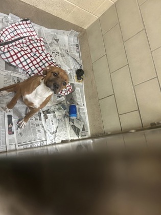 Shelter Stray Female Dog last seen Near Piccadilly Loop, York County, VA, 5843 Jefferson Ave, Newport News, VA 23605, USA