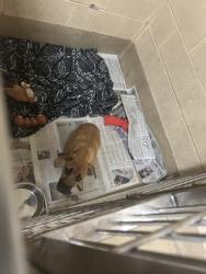 Shelter Stray Female Dog last seen Near River Street, Hampton, VA, 5843 Jefferson Ave, Newport News, VA 23605, USA