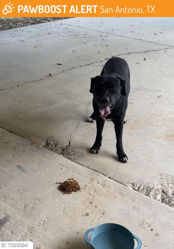 Found/Stray Male Dog last seen Wahada and Lovelace, San Antonio, TX 78217