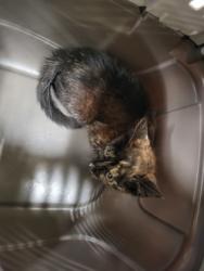 Shelter Stray Female Cat last seen Near marketplace blvd, East Point, GA, 1251 Fulton Industrial Blvd NW, Atlanta, GA 30336, USA