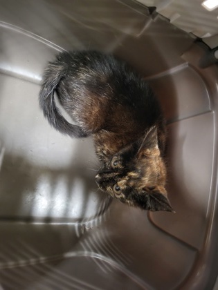 Shelter Stray Female Cat last seen Near marketplace blvd, East Point, GA, 1251 Fulton Industrial Blvd NW, Atlanta, GA 30336, USA