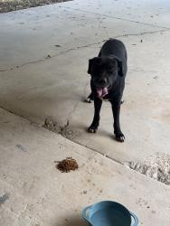 Found/Stray Male Dog last seen Wahada and Lovelace, San Antonio, TX 78217