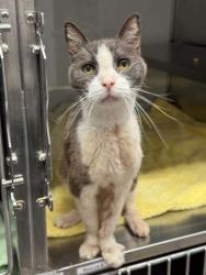 Shelter Stray Male Cat last seen Near Rayfield Drive, County/Unicorporated, NC, 1491 Business Park Ct, Gastonia, NC 28052, USA