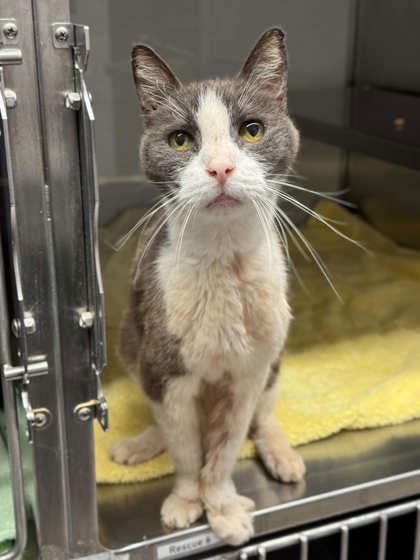Shelter Stray Male Cat last seen Near Rayfield Drive, County/Unicorporated, NC, 1491 Business Park Ct, Gastonia, NC 28052, USA
