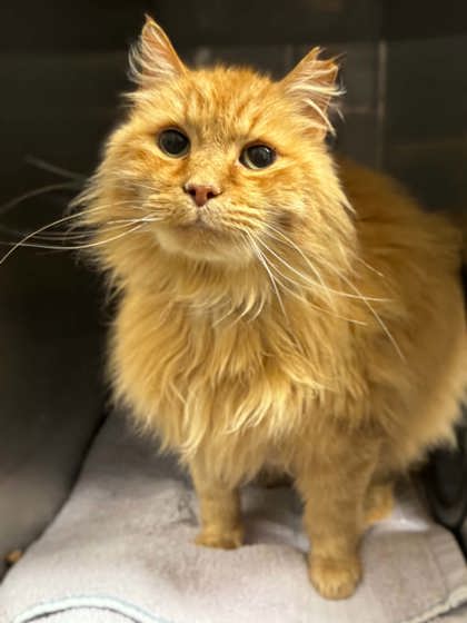Shelter Stray Male Cat last seen Near Forbes Rd, County/Unicorporated, NC, 1491 Business Park Ct, Gastonia, NC 28052, USA