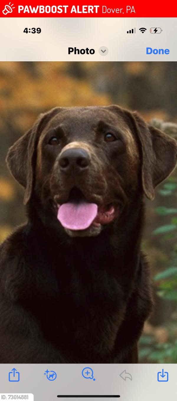 Lost Male Dog last seen Bluebird lane and Rohlers Church Rd, Dover, PA 17315