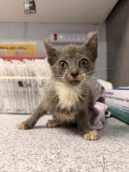 Shelter Stray Female Cat last seen Near Judith Dr, Harlowe, , 1639 Old Airport Rd, New Bern, NC 28562, USA