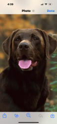 Lost Male Dog last seen Bluebird lane and Rohlers Church Rd, Dover, PA 17315