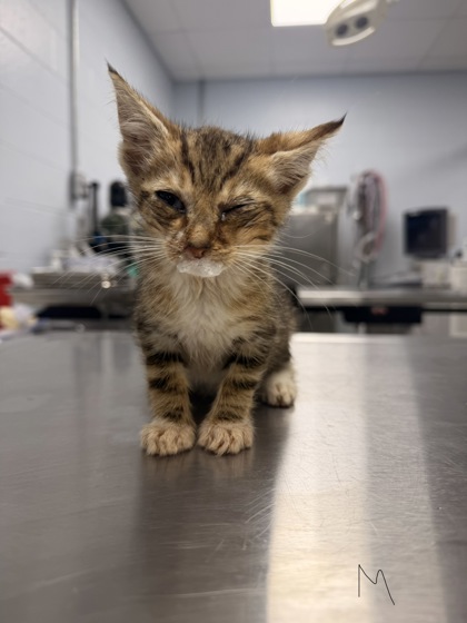 Shelter Stray Male Cat last seen Near Judith Dr, Harlowe, , 1639 Old Airport Rd, New Bern, NC 28562, USA