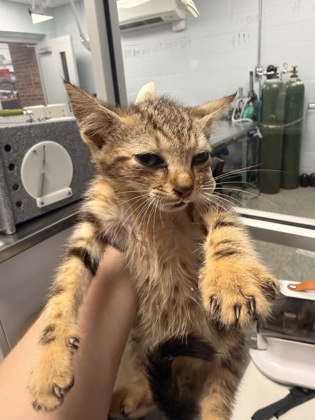 Shelter Stray Male Cat last seen Near Judith Dr, Harlowe, , 1639 Old Airport Rd, New Bern, NC 28562, USA