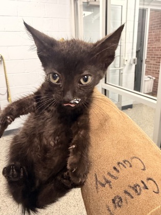 Shelter Stray Female Cat last seen Near Judith Dr, Harlowe, , 1639 Old Airport Rd, New Bern, NC 28562, USA