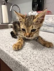 Shelter Stray Male Cat last seen Near Judith Dr, Harlowe, , 1639 Old Airport Rd, New Bern, NC 28562, USA