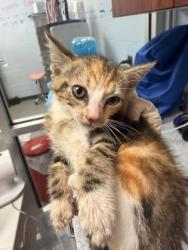 Shelter Stray Female Cat last seen Near Judith Dr, Harlowe, , 1639 Old Airport Rd, New Bern, NC 28562, USA