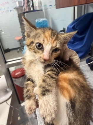 Shelter Stray Female Cat last seen Near Judith Dr, Harlowe, , 1639 Old Airport Rd, New Bern, NC 28562, USA