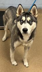 Shelter Stray Female Dog last seen Near Moreland Ave Conley, 30288, 30288, GA, 3280 Chamblee Dunwoody Rd, Chamblee, GA 30341, USA
