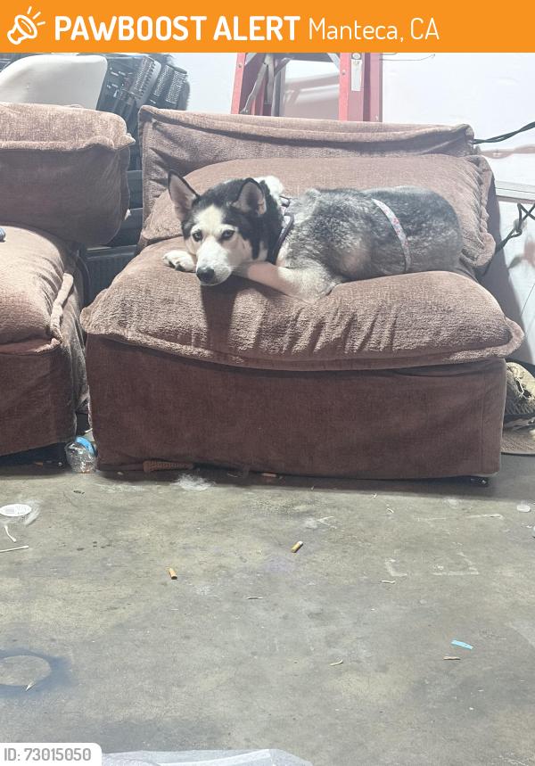 Found/Stray Female Dog last seen Middle of the street , Manteca, CA 95337