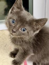 Shelter Stray Female Cat last seen Near Cliftmont Ave, 21213, MD, 301 Stockholm St, Baltimore, MD 21230, USA