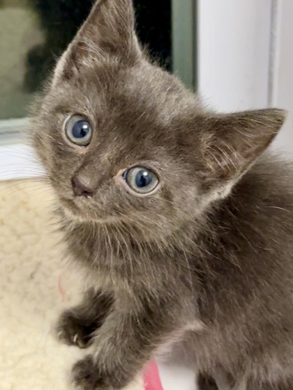 Shelter Stray Female Cat last seen Near Cliftmont Ave, 21213, MD, 301 Stockholm St, Baltimore, MD 21230, USA
