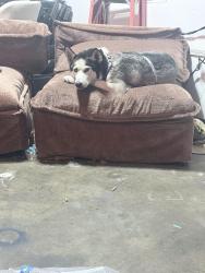 Found/Stray Female Dog last seen Middle of the street , Manteca, CA 95337