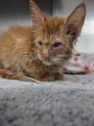 Shelter Stray Male Cat last seen Near N Abington Ave, Baltimore, MD 21229, 21229, MD, 301 Stockholm St, Baltimore, MD 21230, USA