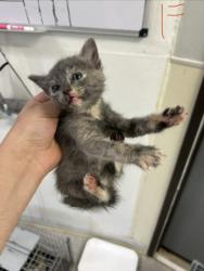 Shelter Stray Female Cat last seen Near block of holly, EVERMAN, TX, 3961 Bluebell Dr, Everman, TX 76140, USA