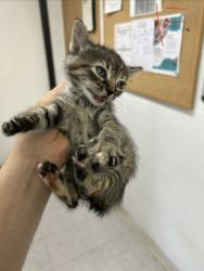Shelter Stray Female Cat last seen Near block of holly, EVERMAN, TX, 3961 Bluebell Dr, Everman, TX 76140, USA