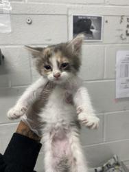 Shelter Stray Female Cat last seen Near Washington Blvd, Baltimore, MD 21230, 21230, MD, 301 Stockholm St, Baltimore, MD 21230, USA