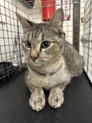 Shelter Stray Female Cat last seen Near block of holly, EVERMAN, TX, 3961 Bluebell Dr, Everman, TX 76140, USA