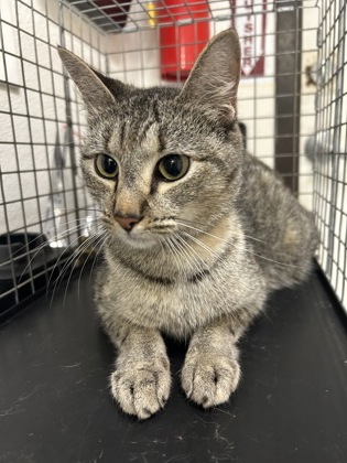 Shelter Stray Female Cat last seen Near block of holly, EVERMAN, TX, 3961 Bluebell Dr, Everman, TX 76140, USA