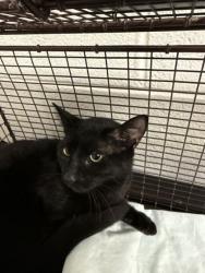 Shelter Stray Unknown Cat last seen Block of Yaunt Rd, City of Knoxville GP, TN, 3201 Division St, Knoxville, TN 37919, USA